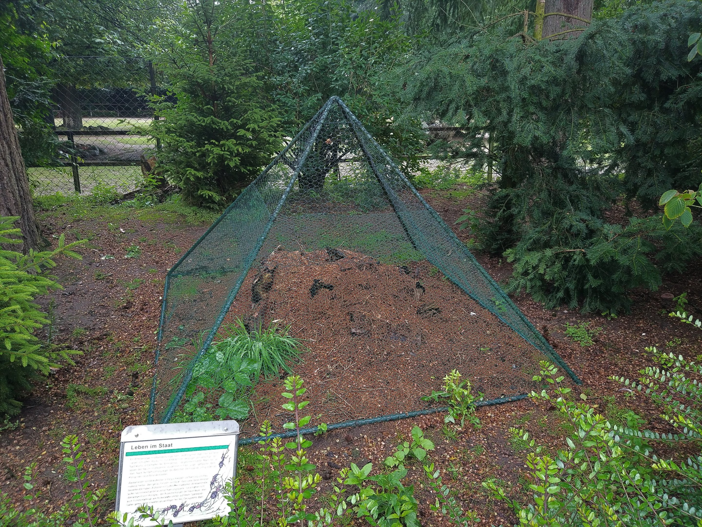 Wood Ant 'Containment'