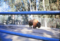 Wood bison 1964