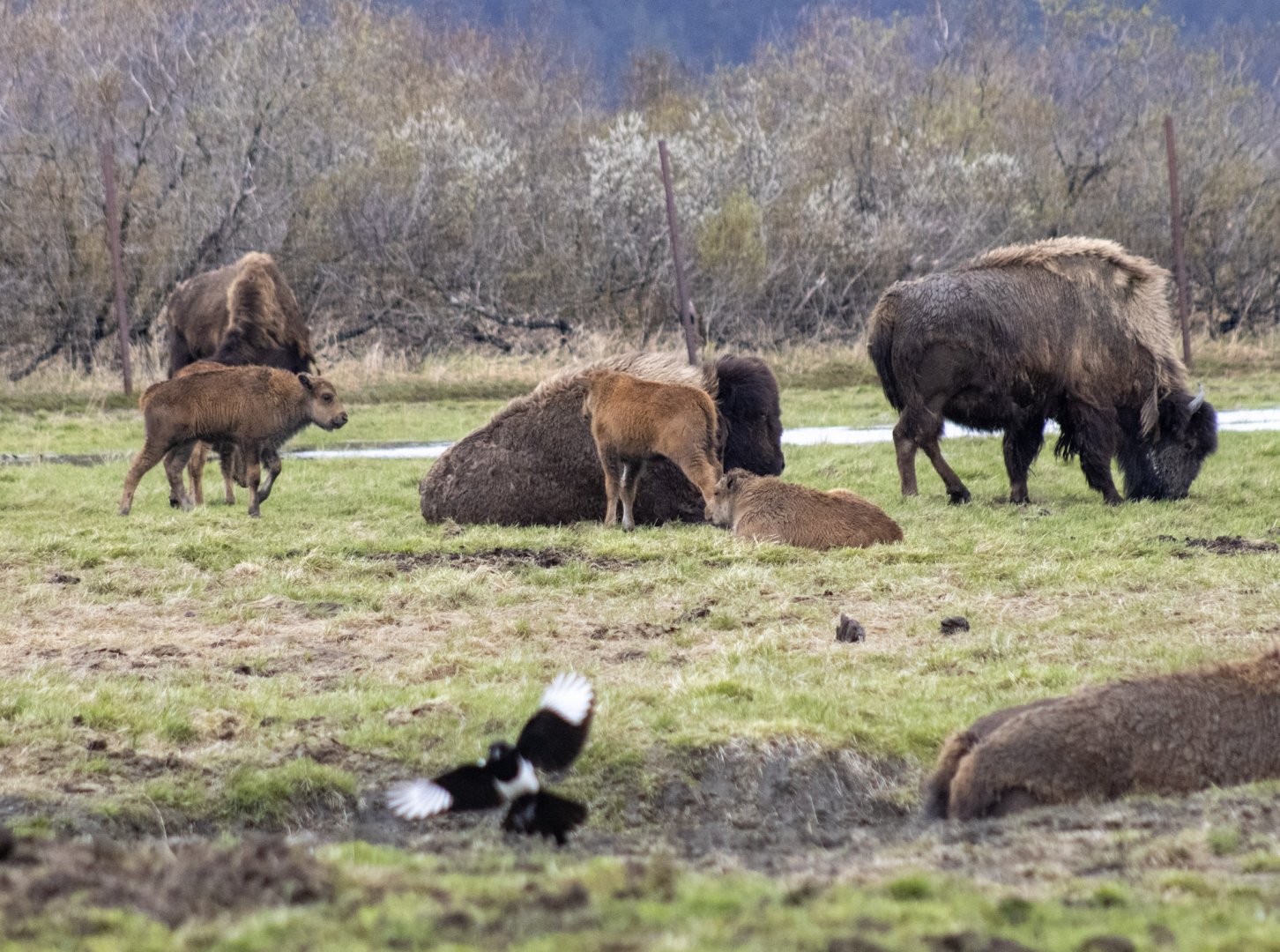 Wood Bison and Black-billed Magpie