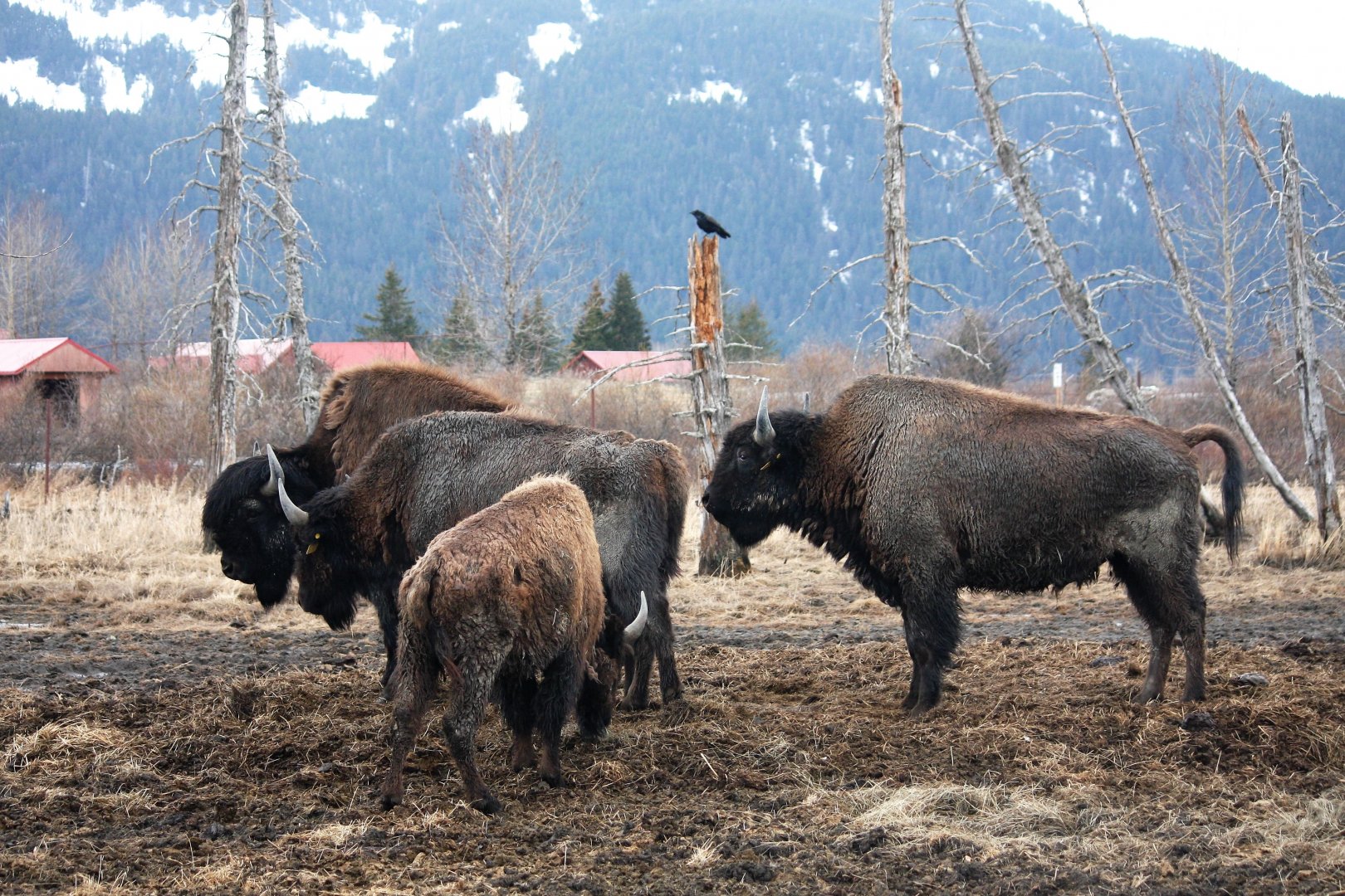 Wood Bison and Common Raven