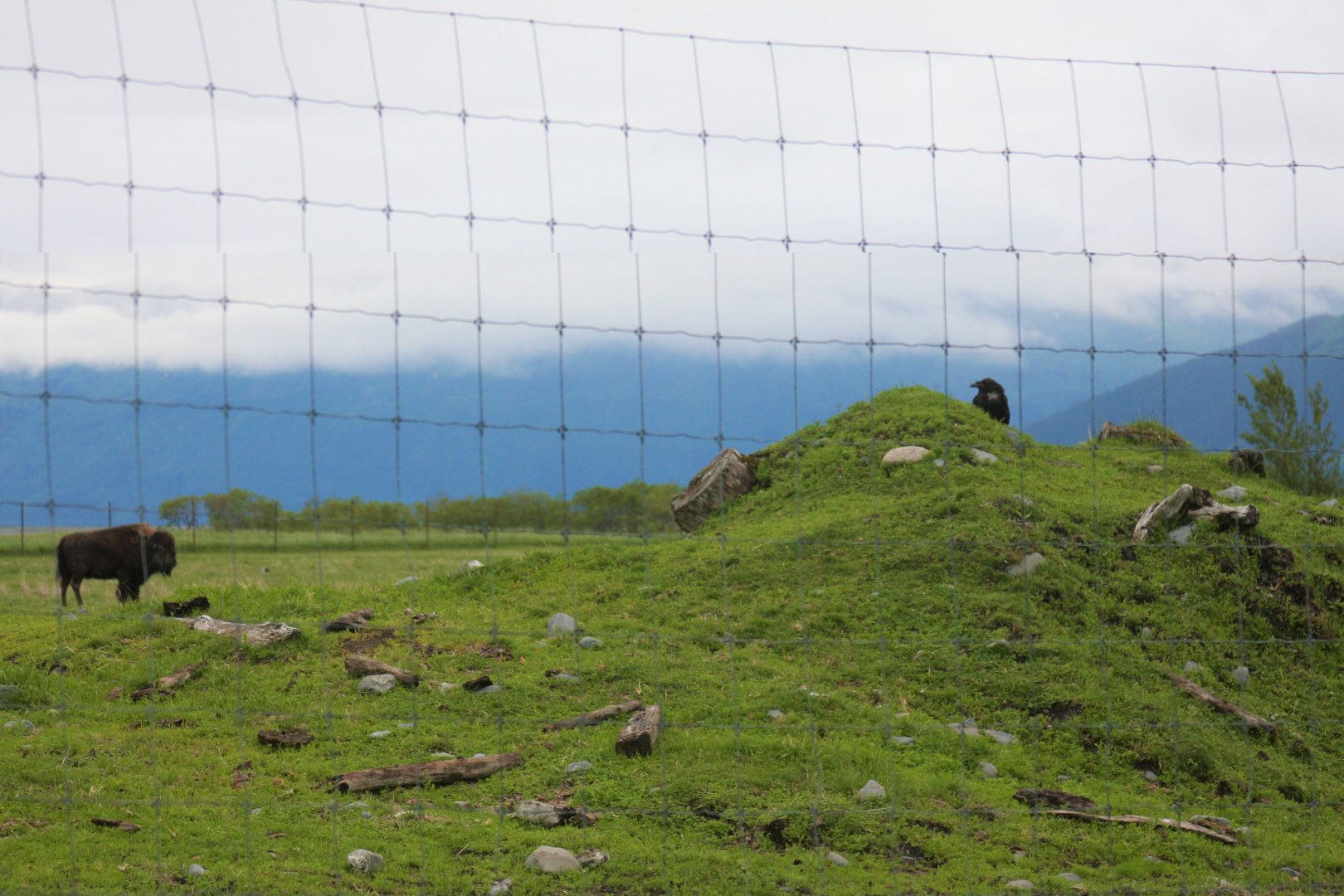 Wood Bison and Common Raven
