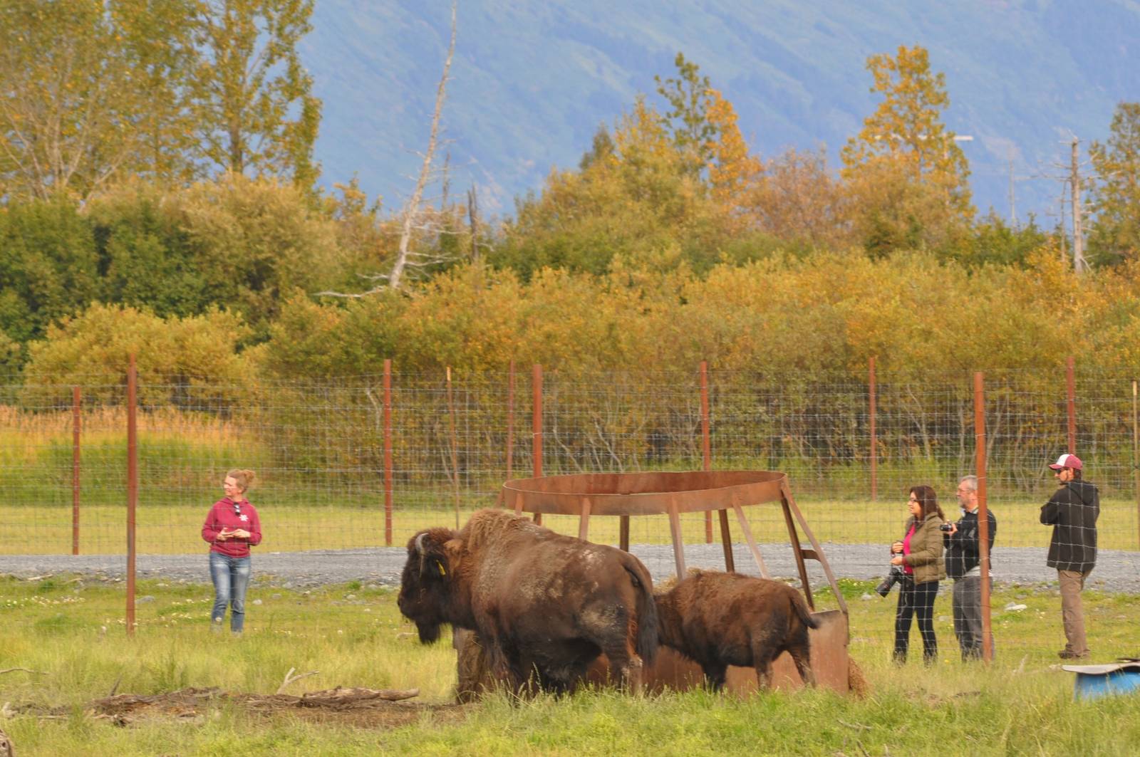Wood Bison and Guests