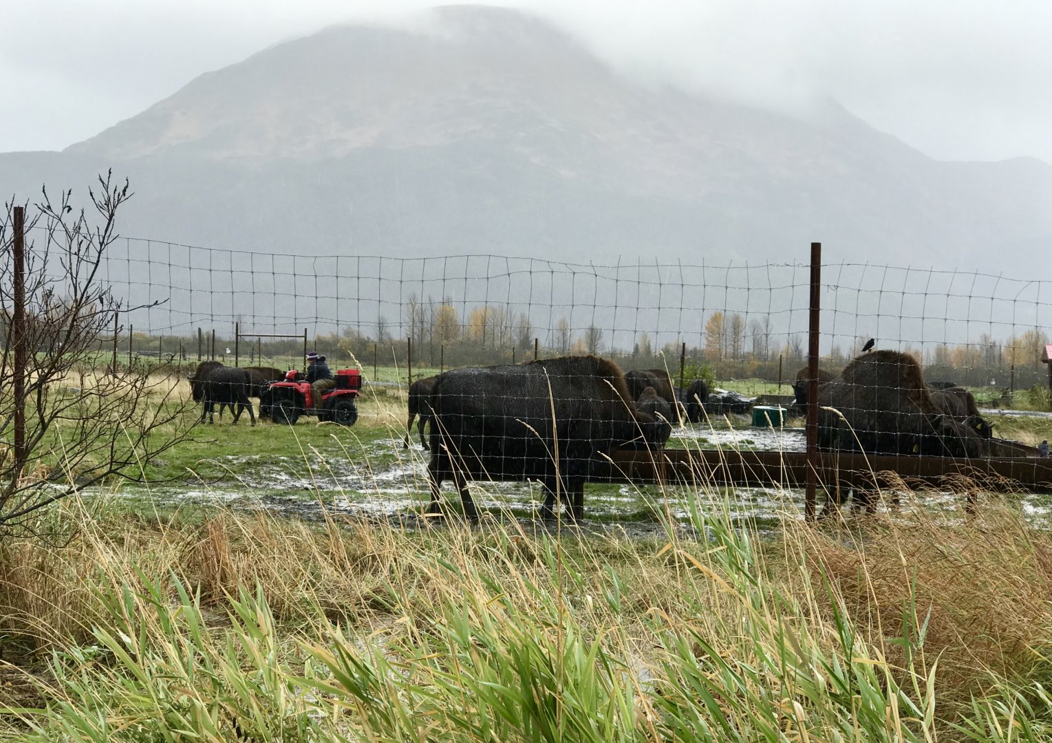 Wood Bison and keeper