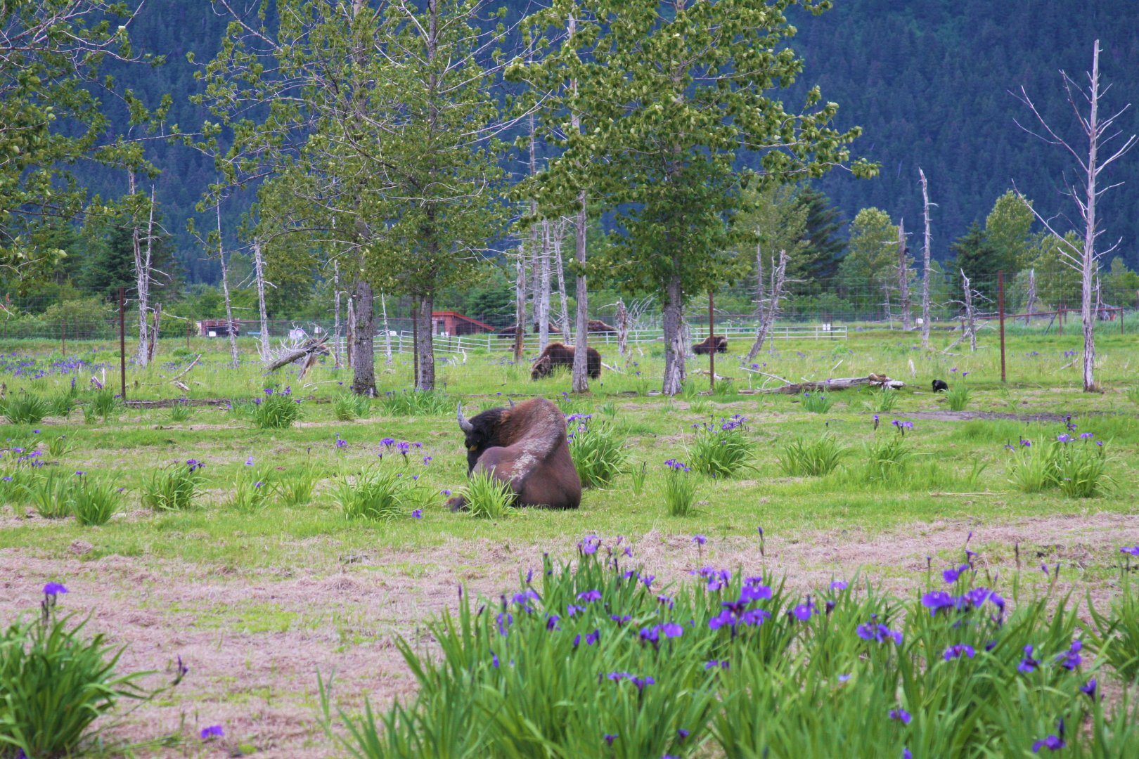 Wood Bison and Muskox