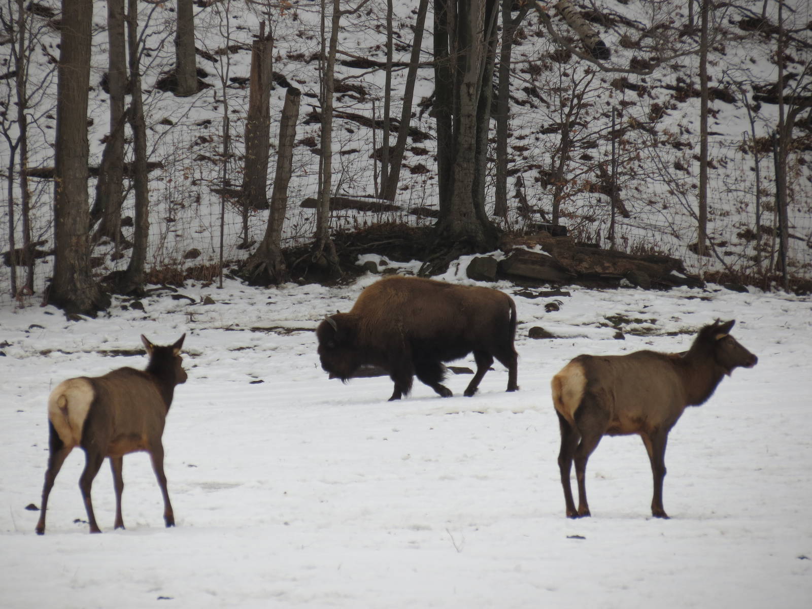 Wood Bison and Wapiti