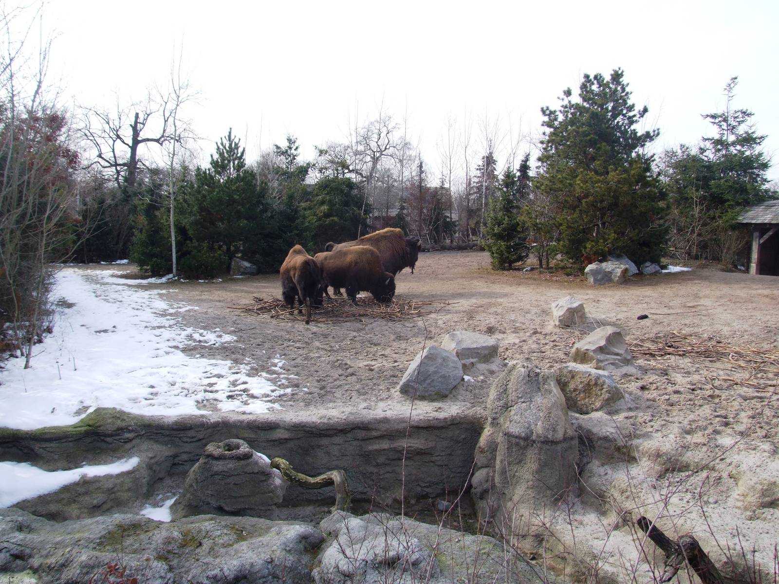 Wood Bison and Wild Turkey Paddock at Hannover, 23/03/13