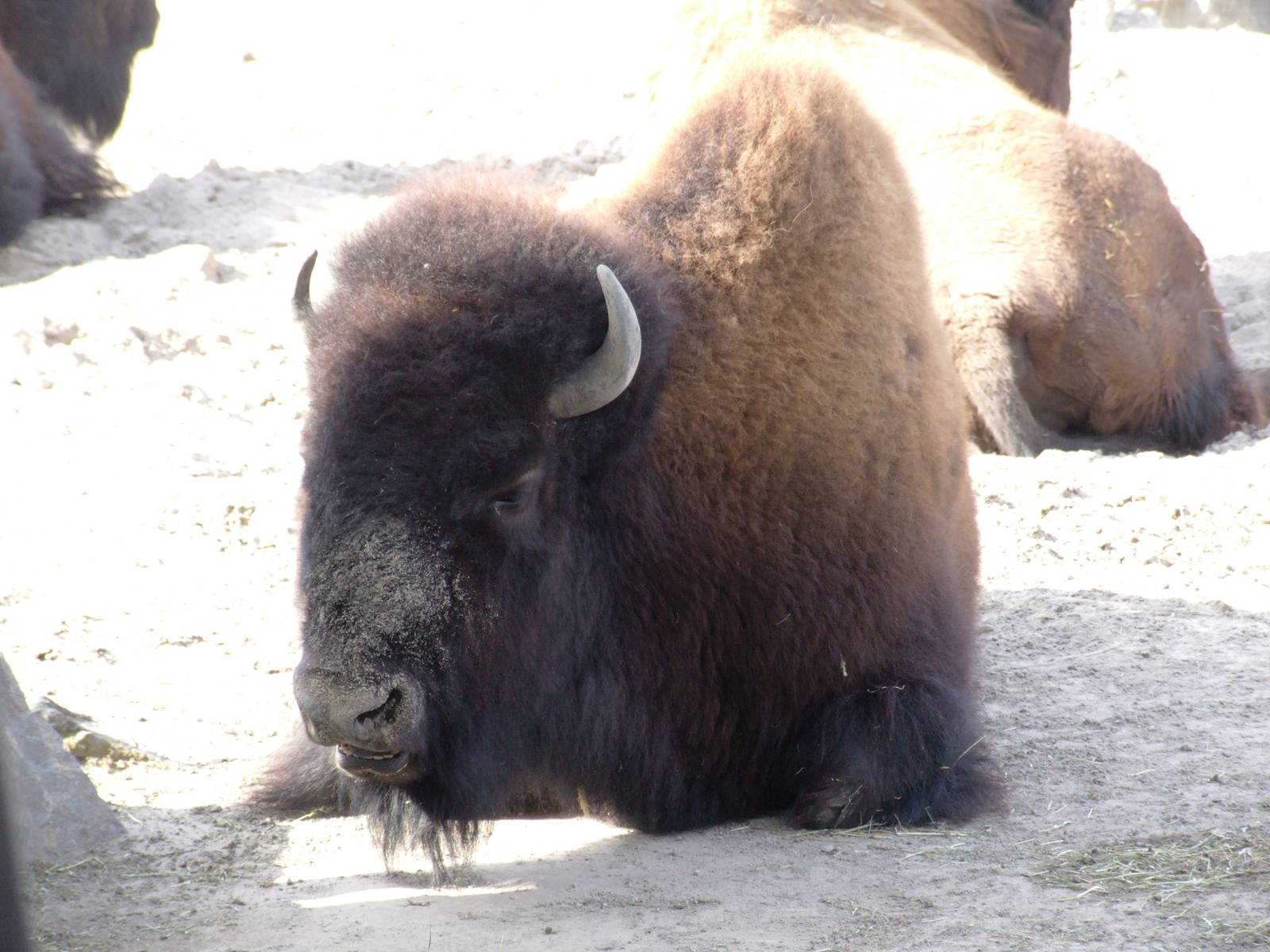 Wood Bison at Hannover, 23/03/13