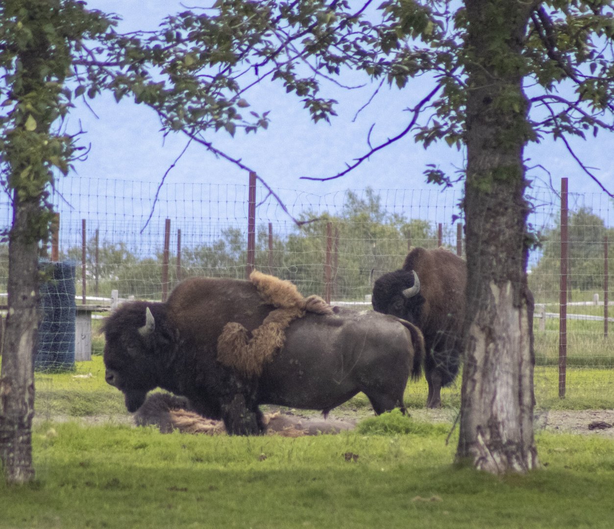 Wood Bison bachelor herd.