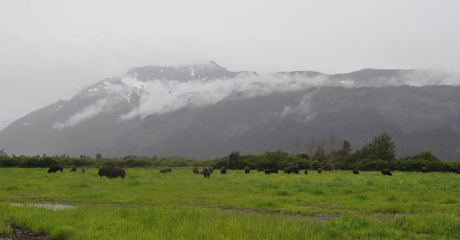 Wood Bison beneath Kenai Mountains - AWCC