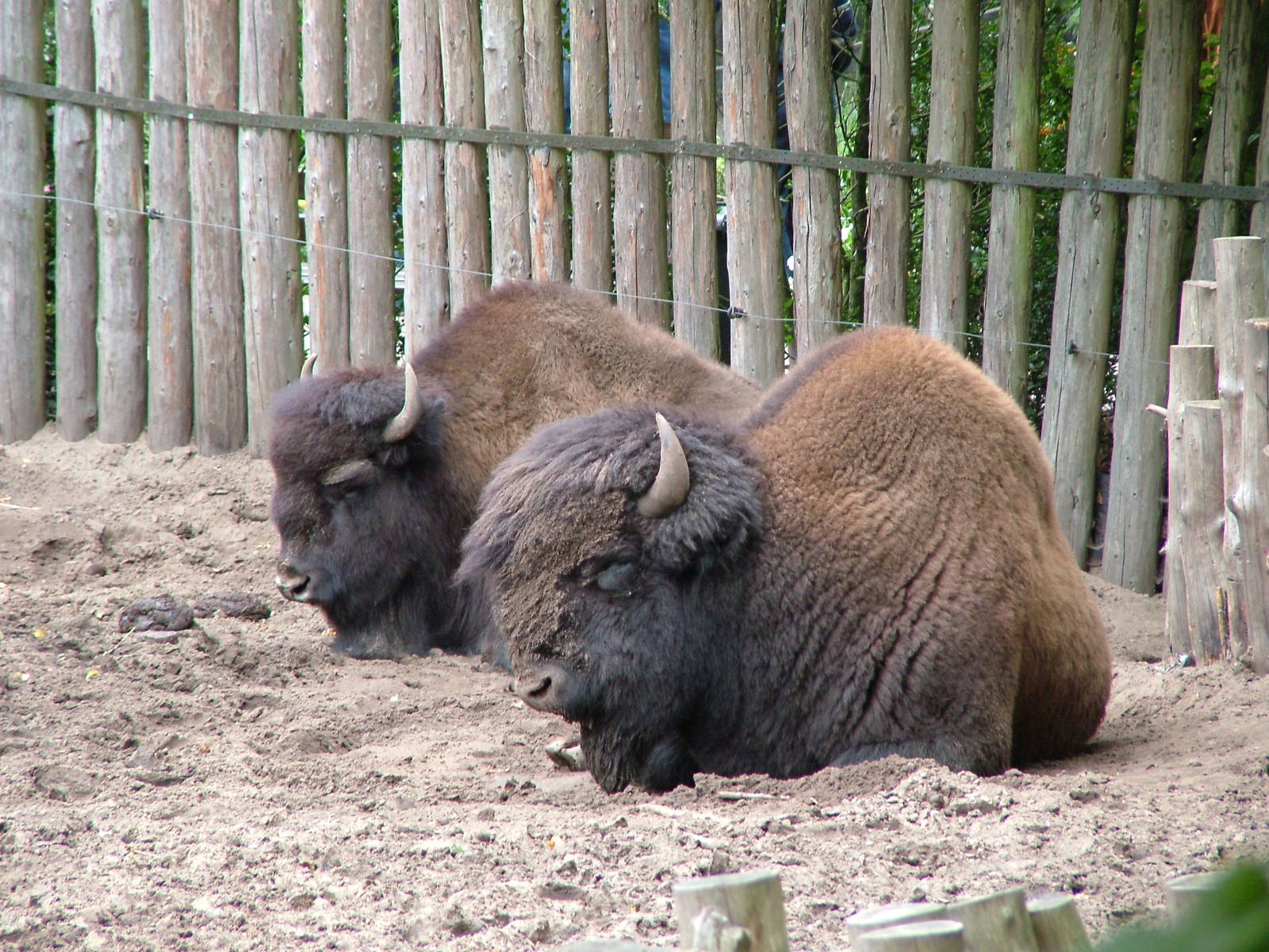 Wood Bison (Bison bison athabascae) at Tierpark Nordhorn 2007