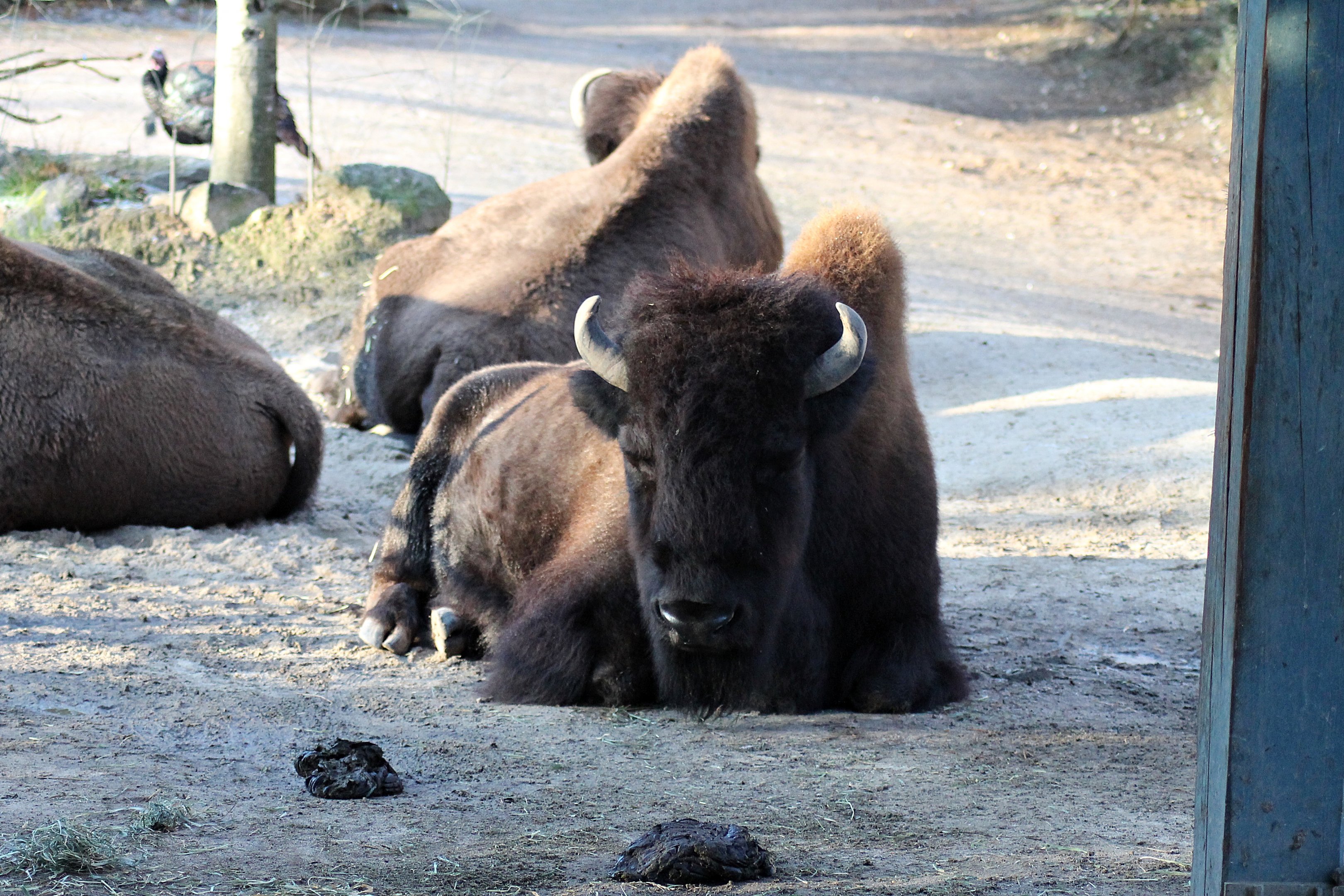 Wood bison (Bison bison athabascae) - "Yukon Bay"
