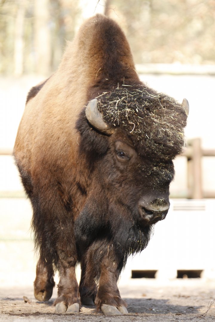 Wood bison (Bison bison athabascae)
