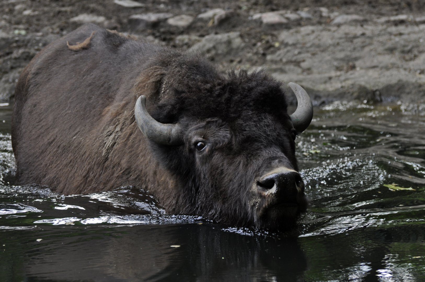 Wood bison (Bison bison athabascae)