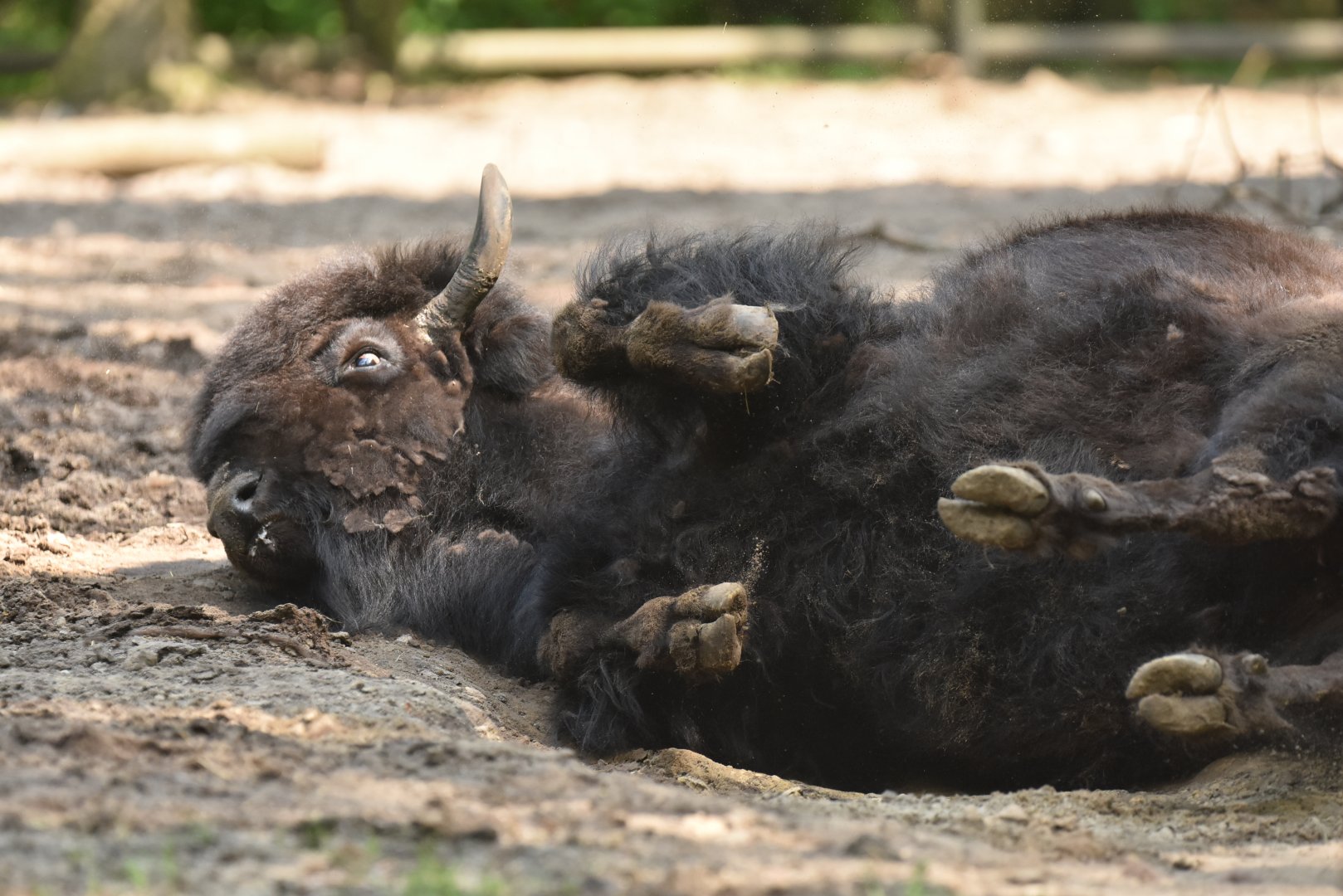 Wood bison (Bison bison athabascae)