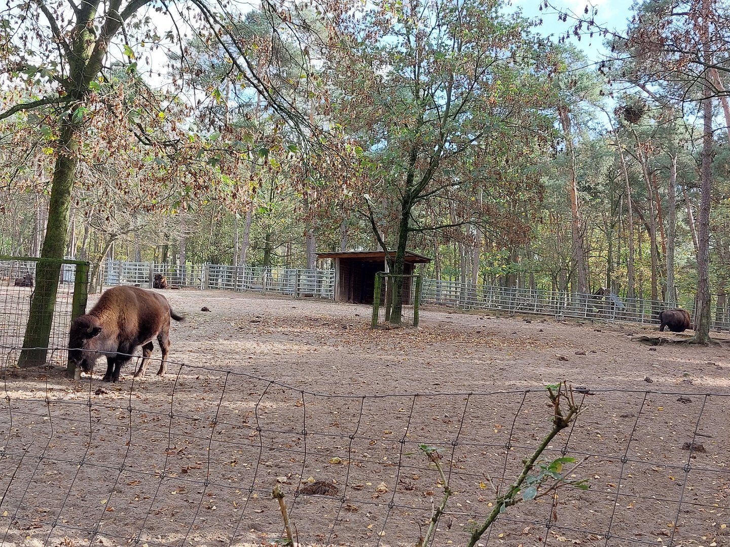 Wood bison (Bison bison athabascae)