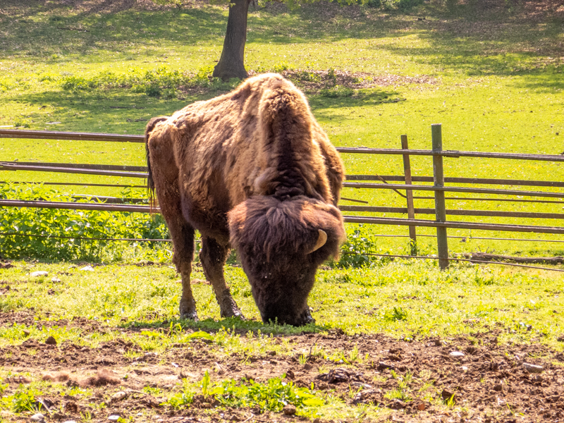 Wood bison (Bison bison athabascae)