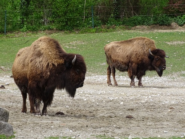 Wood bison (Bison bison athabascae)