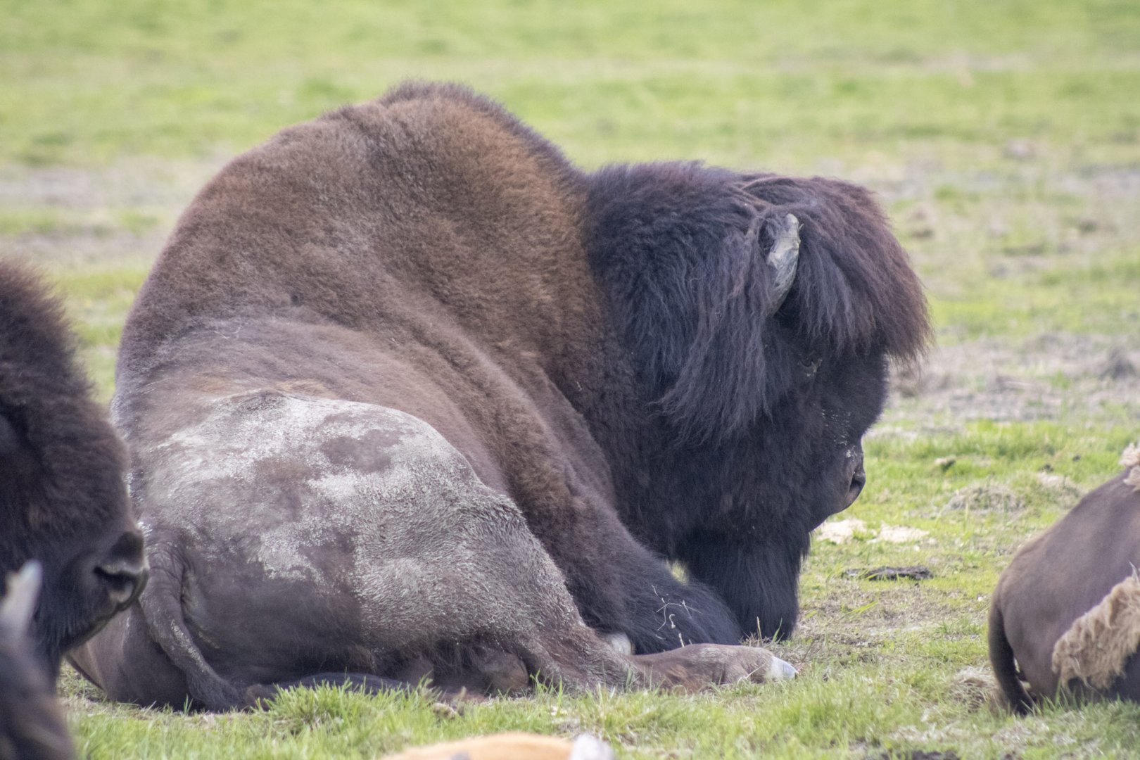 Wood Bison breeding bull