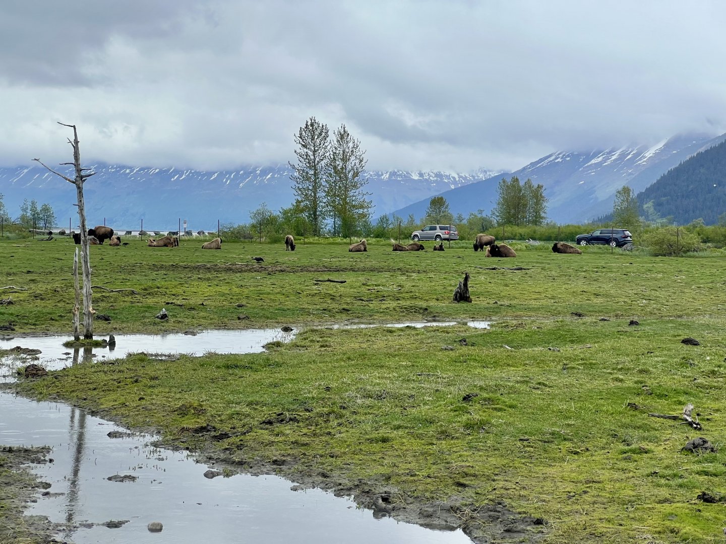 Wood Bison breeding herd