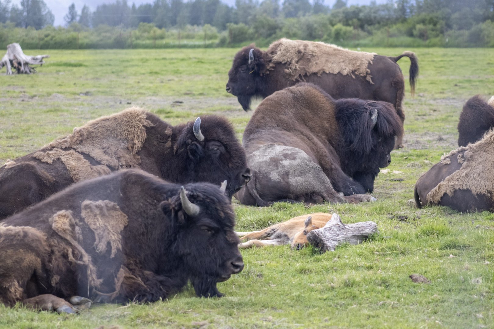 Wood Bison breeding herd