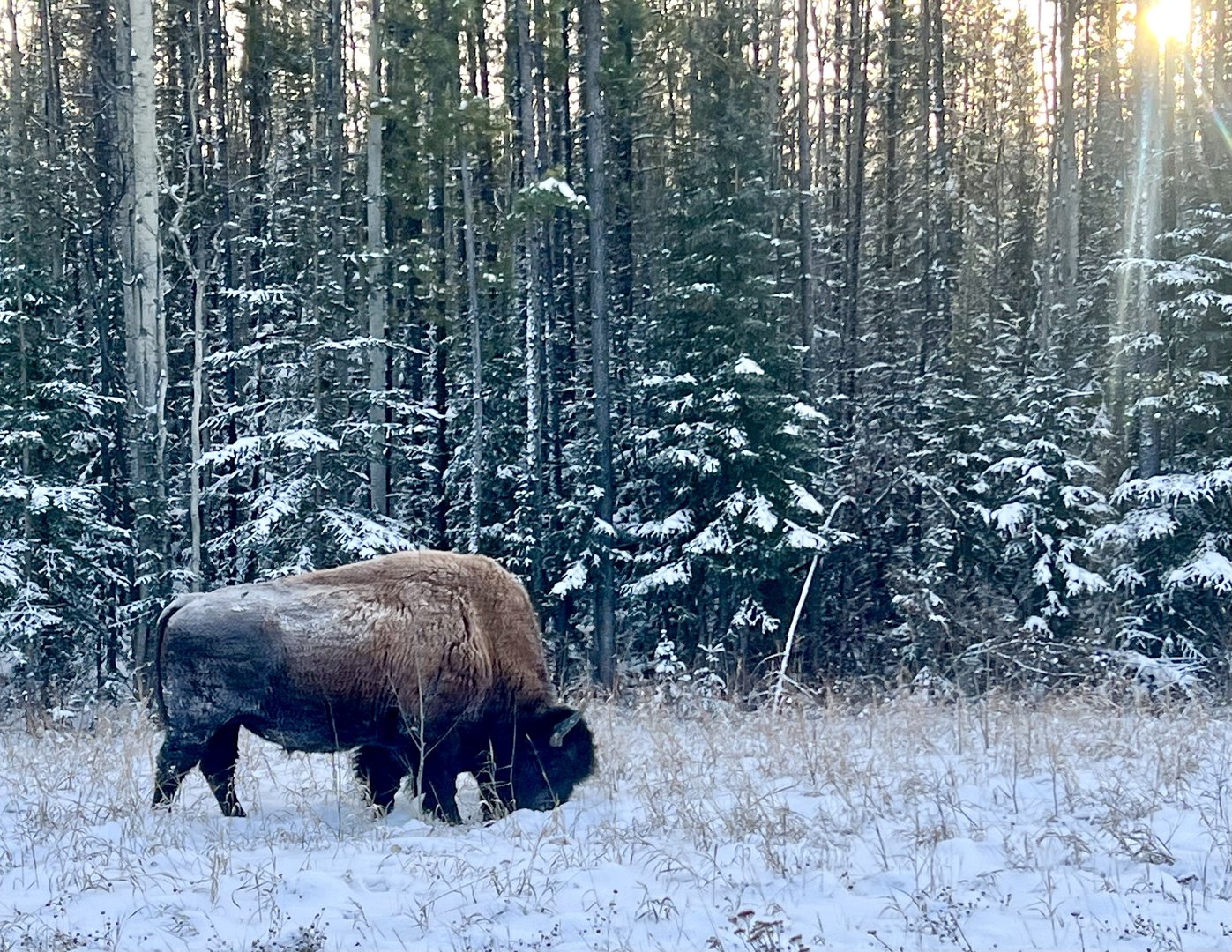 Wood Bison - British Columbia