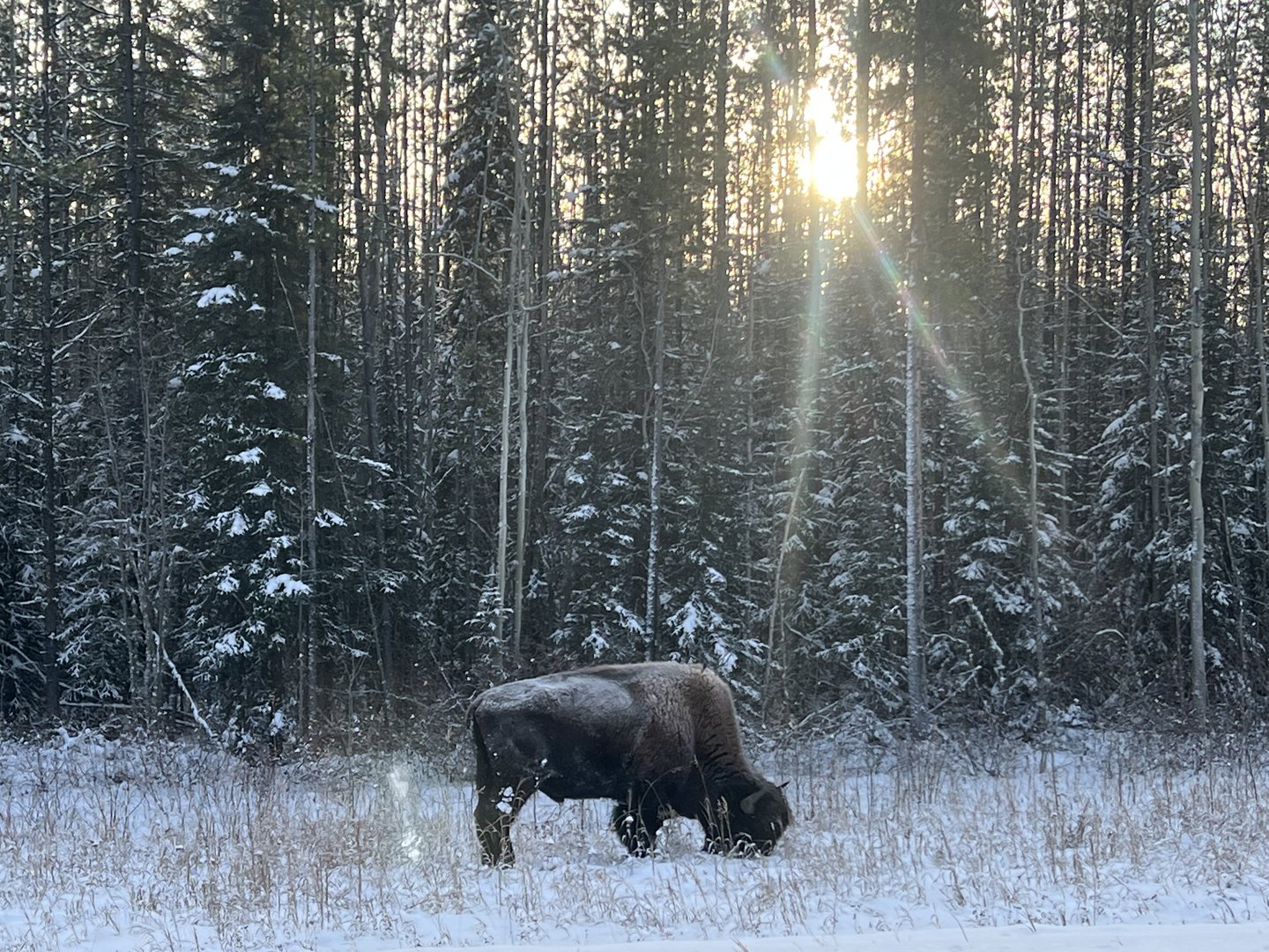 Wood Bison - British Columbia