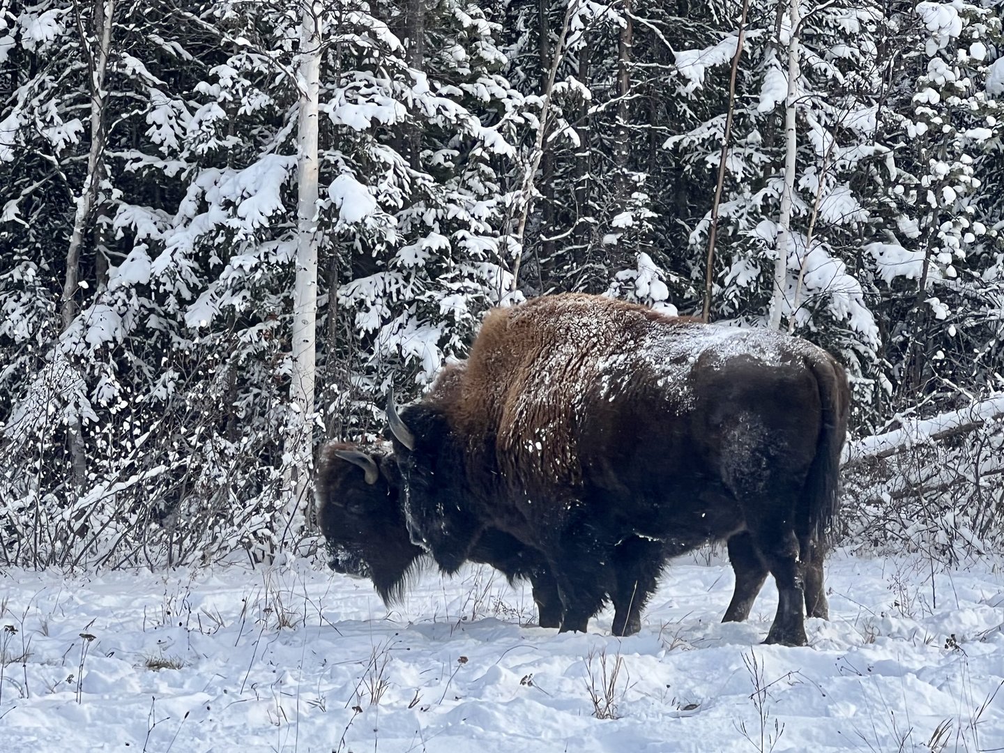 Wood Bison - British Columbia