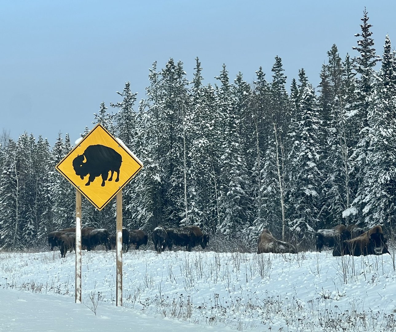 Wood Bison - British Columbia