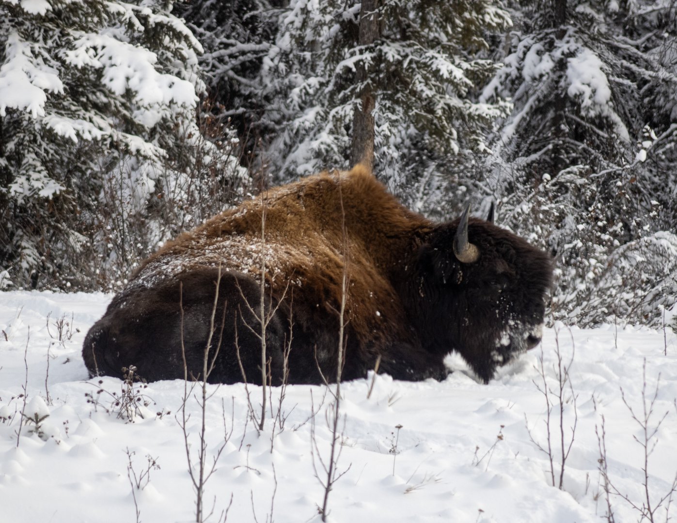 Wood Bison - British Columbia