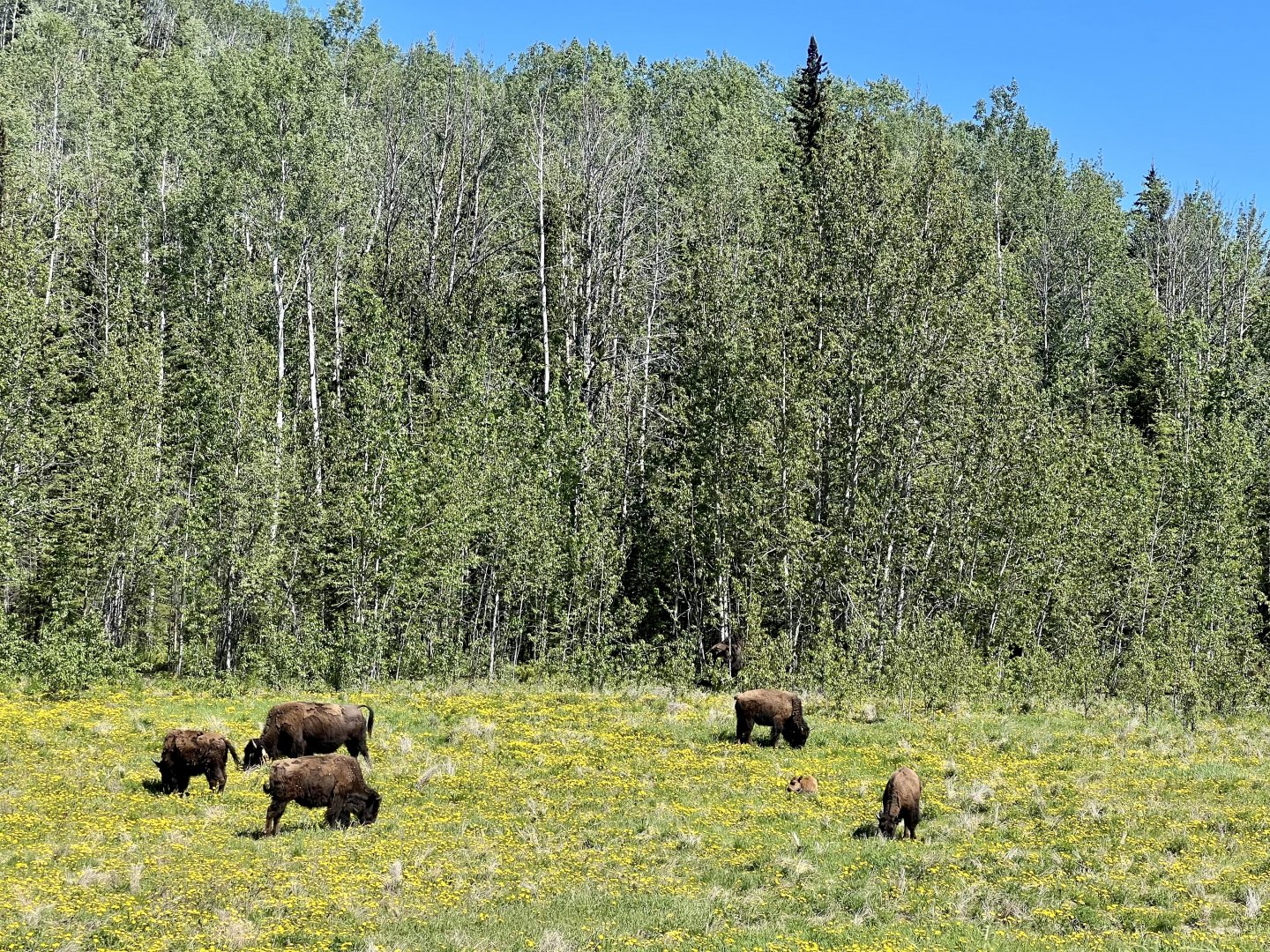 Wood Bison - British Columbia