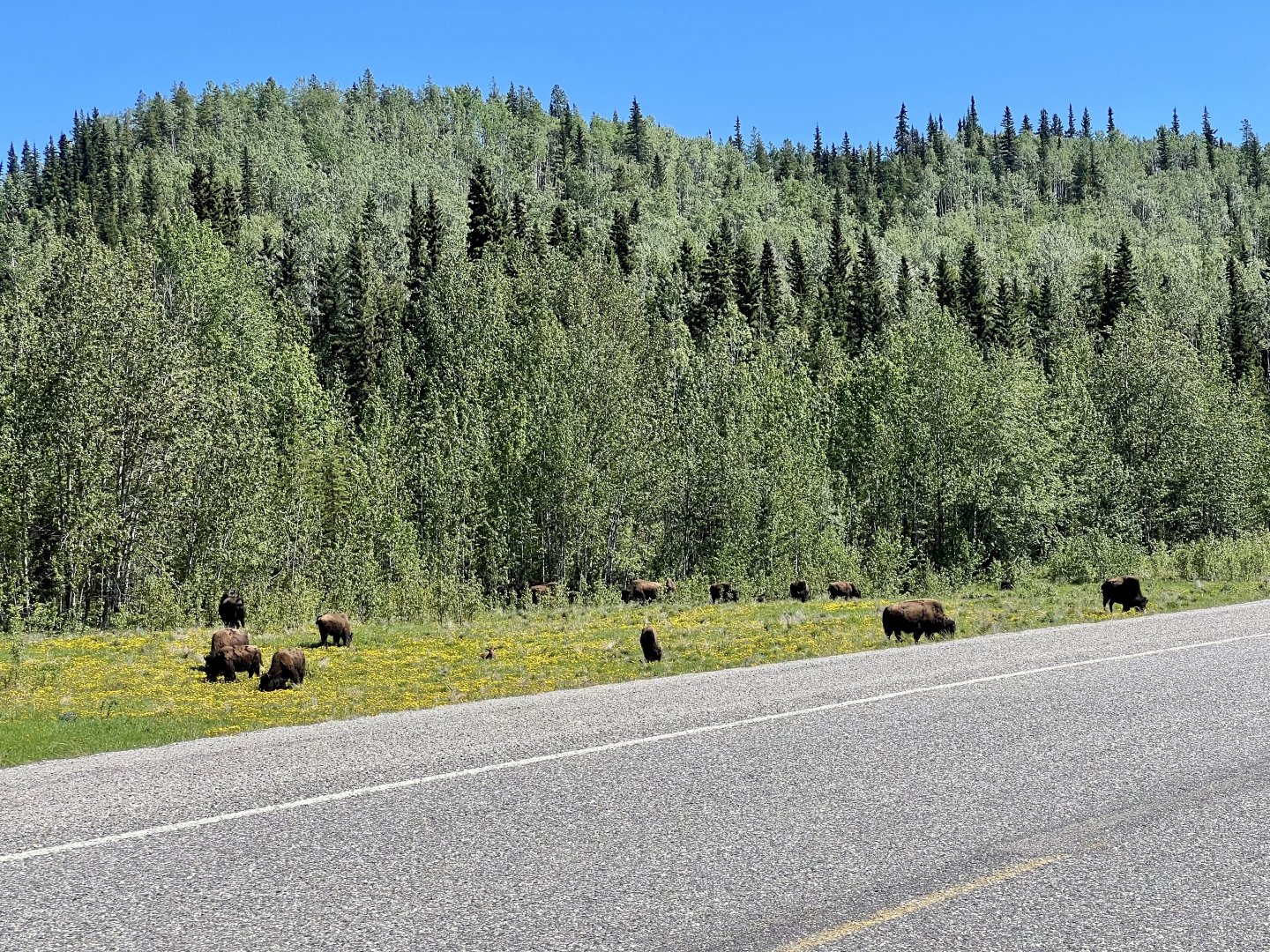 Wood Bison - British Columbia