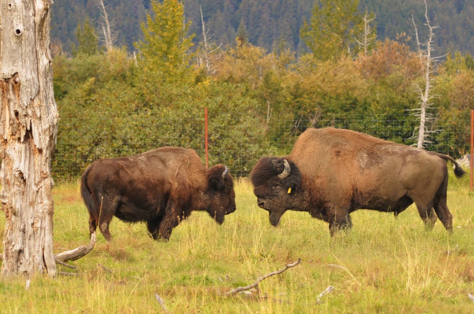 Wood Bison bull and cow
