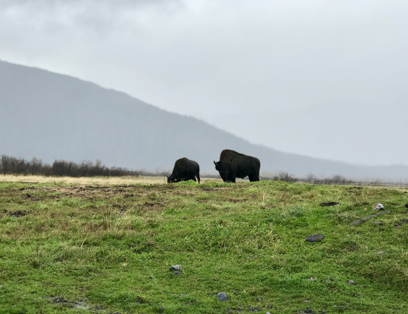 Wood Bison bull and cow