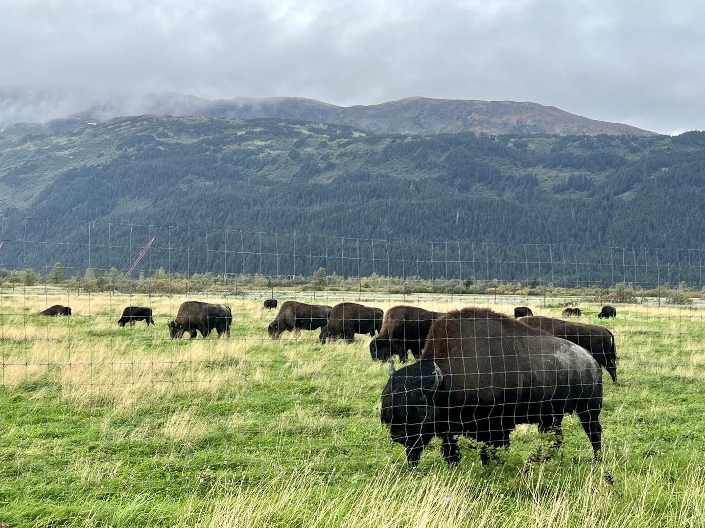 Wood Bison bull with cows.