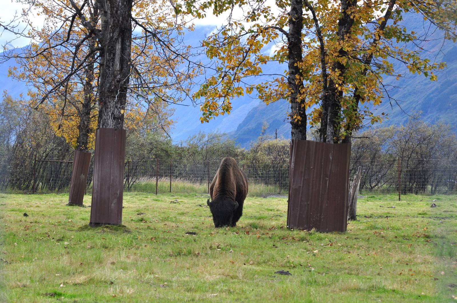 Wood Bison Bull