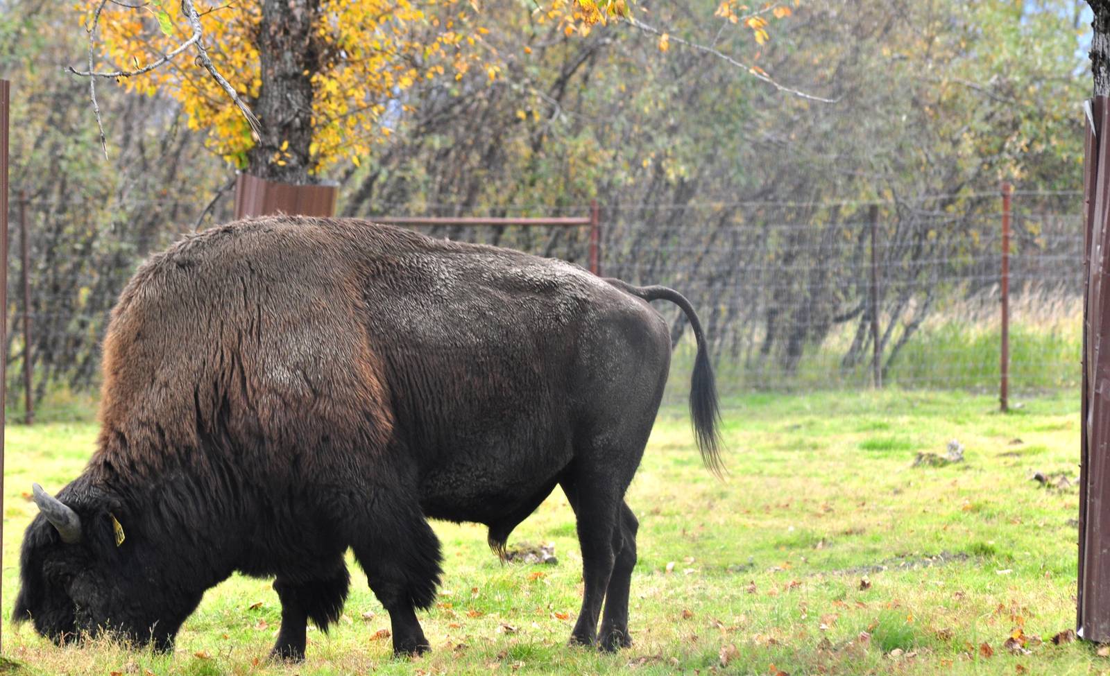 Wood Bison Bull