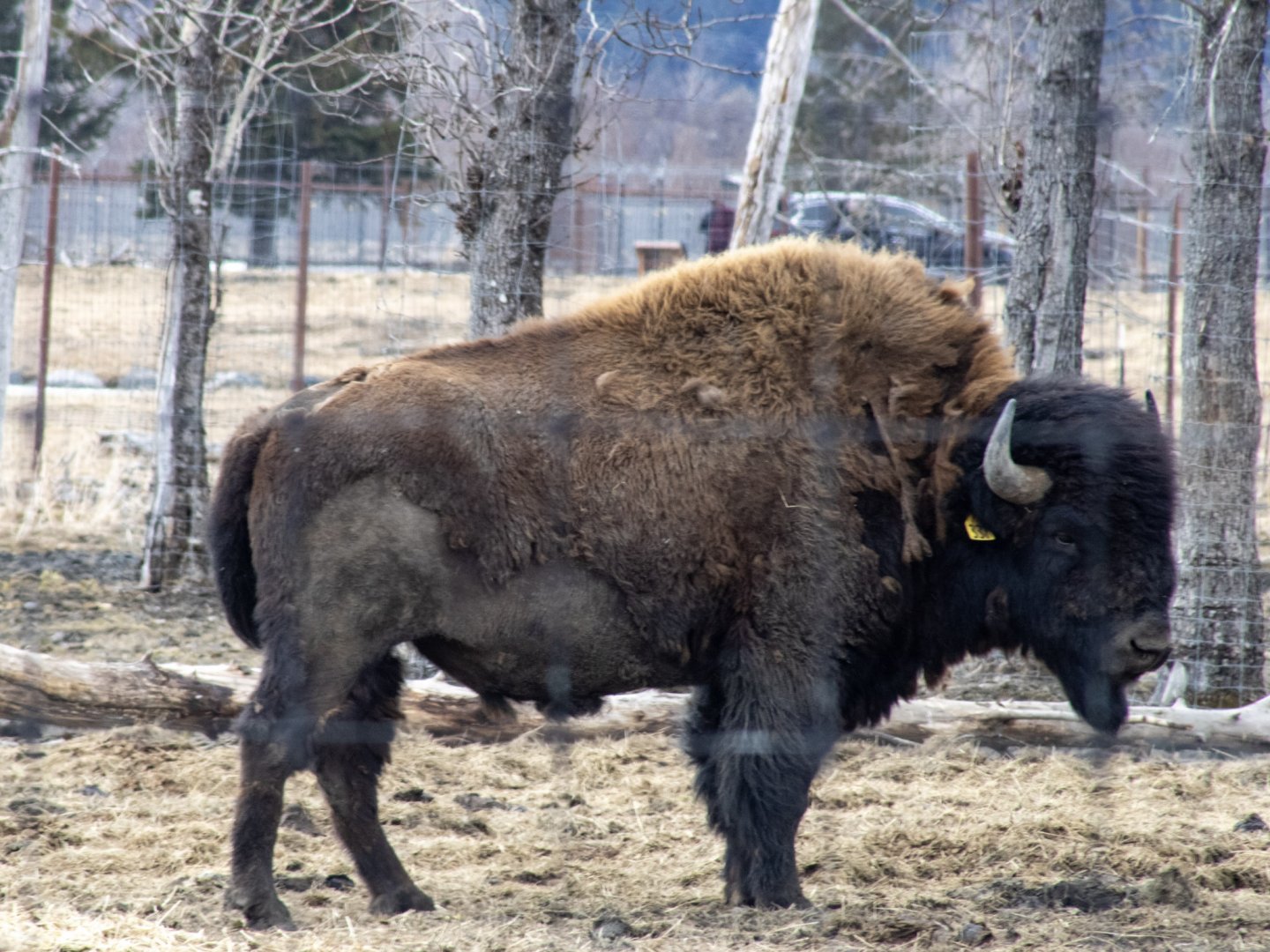 Wood Bison Bull