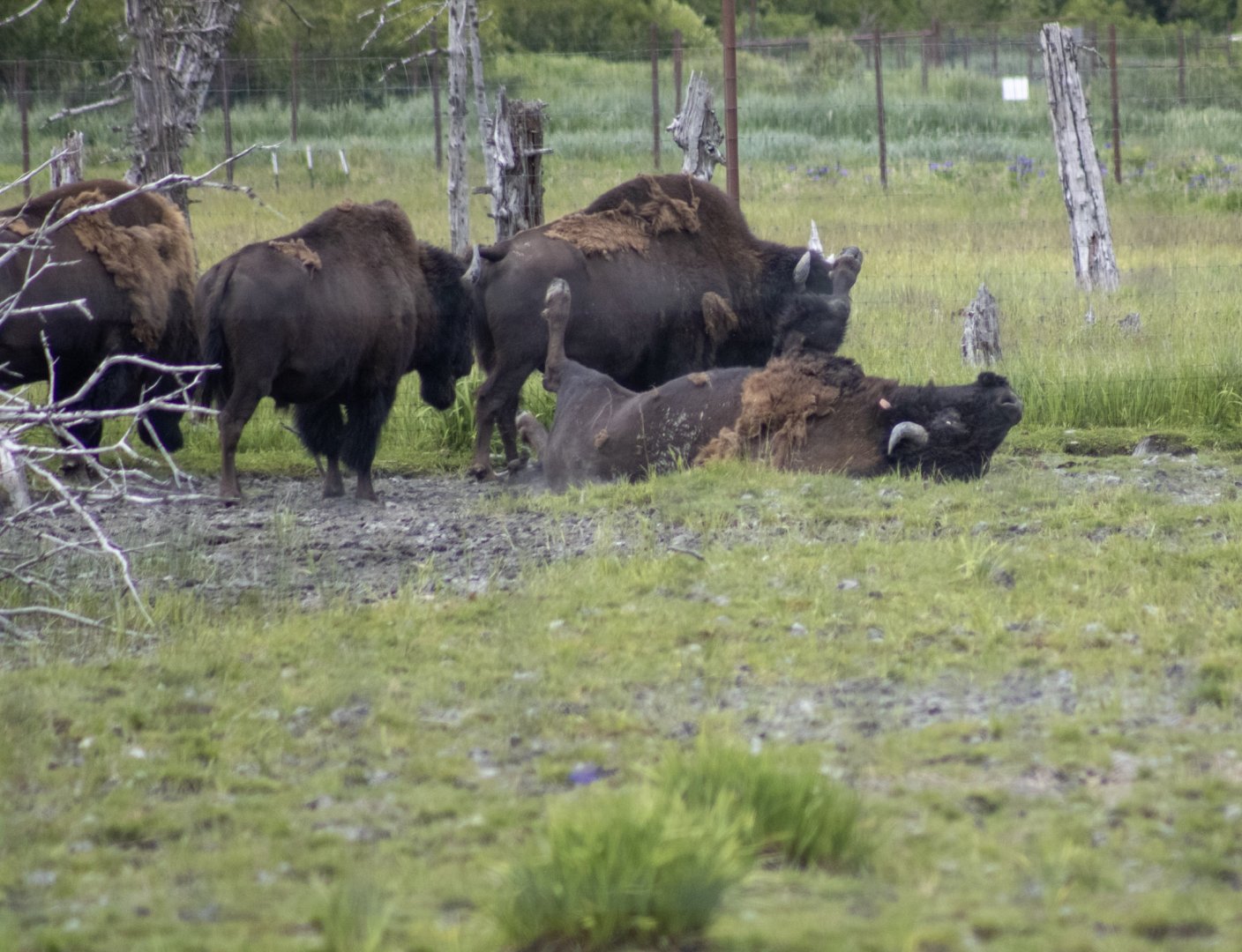 Wood Bison bulls