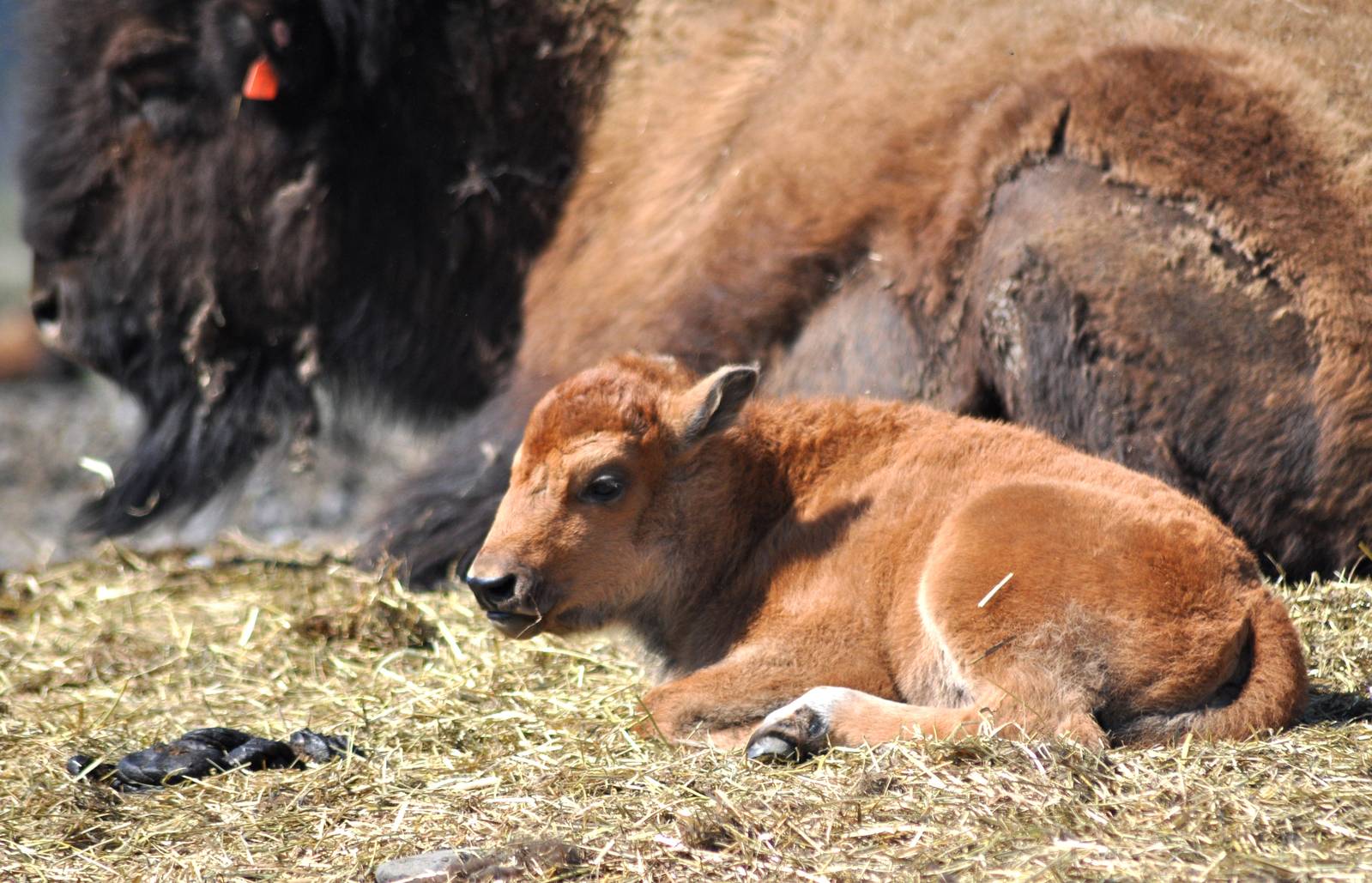 Wood Bison calf