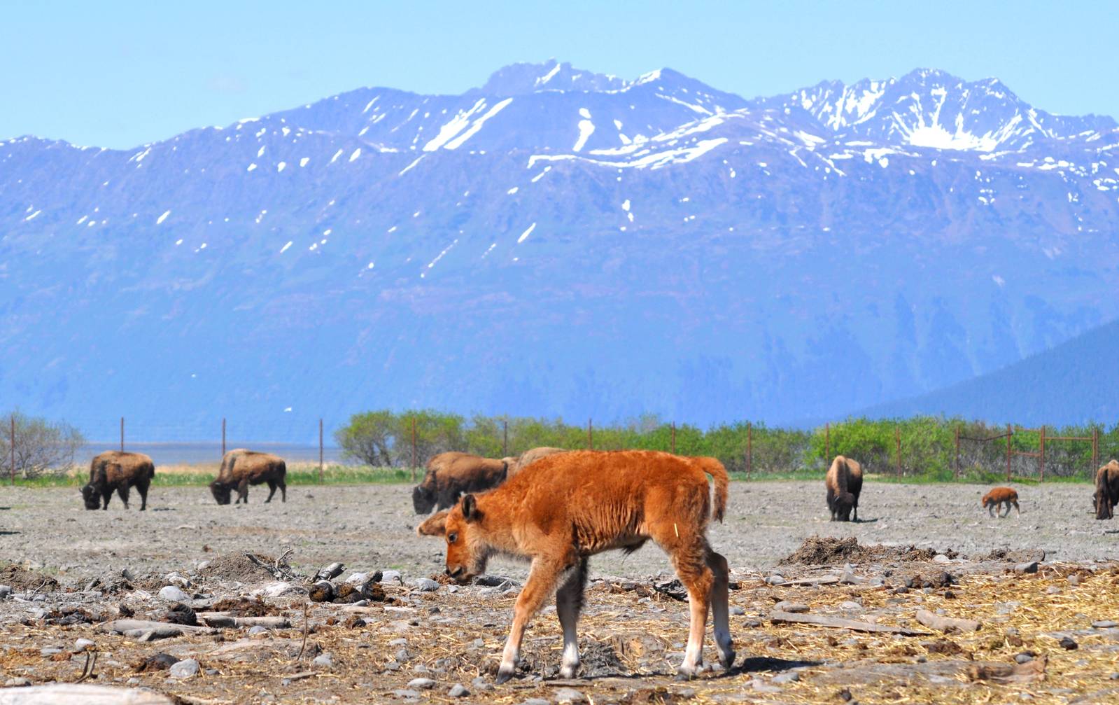 Wood Bison calf
