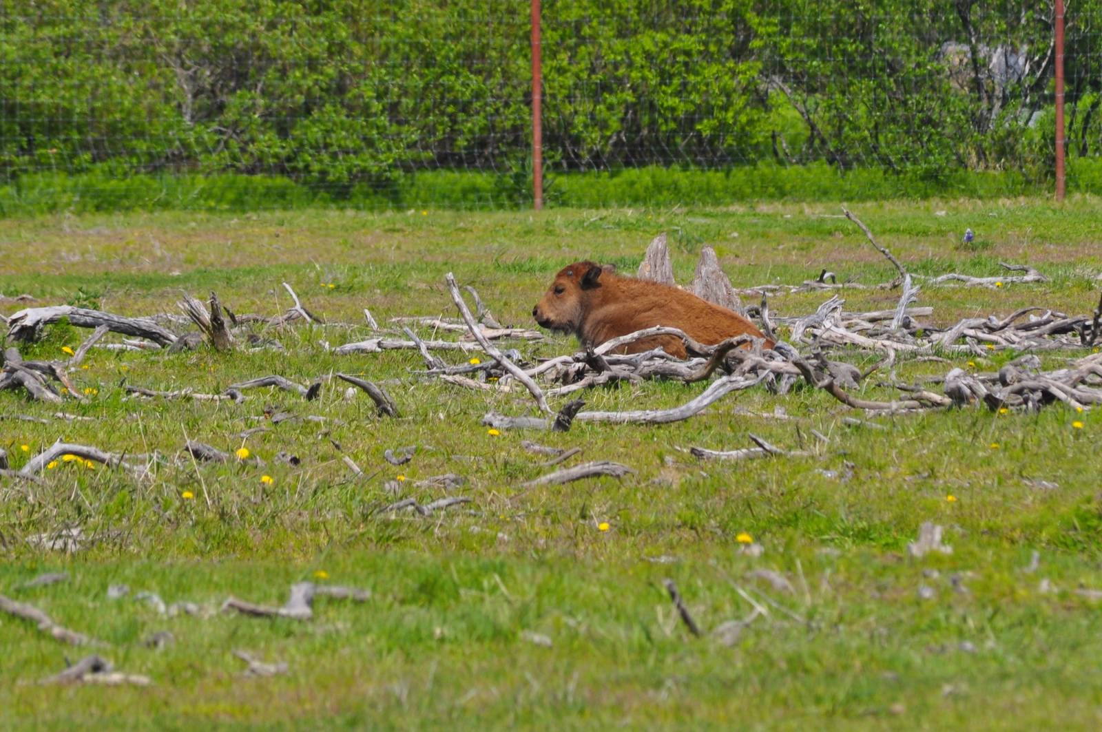 Wood Bison calf
