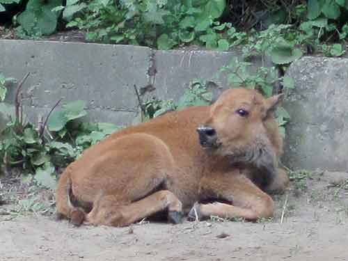 Wood Bison Calf
