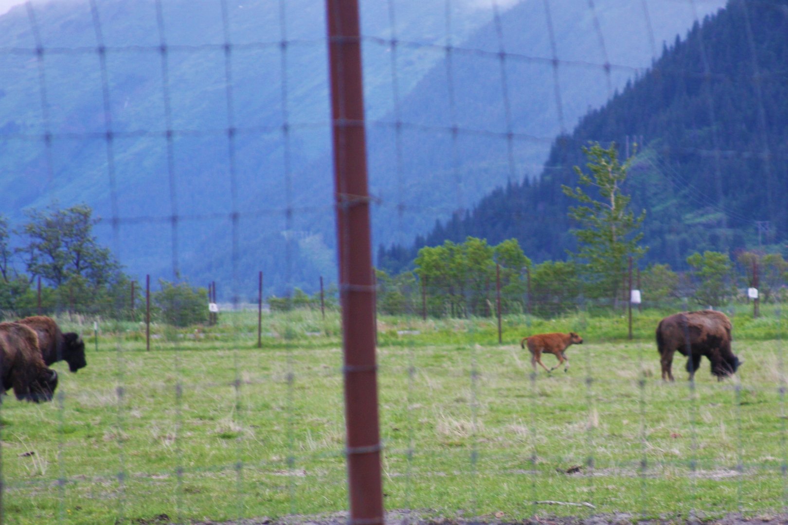 Wood Bison Calf