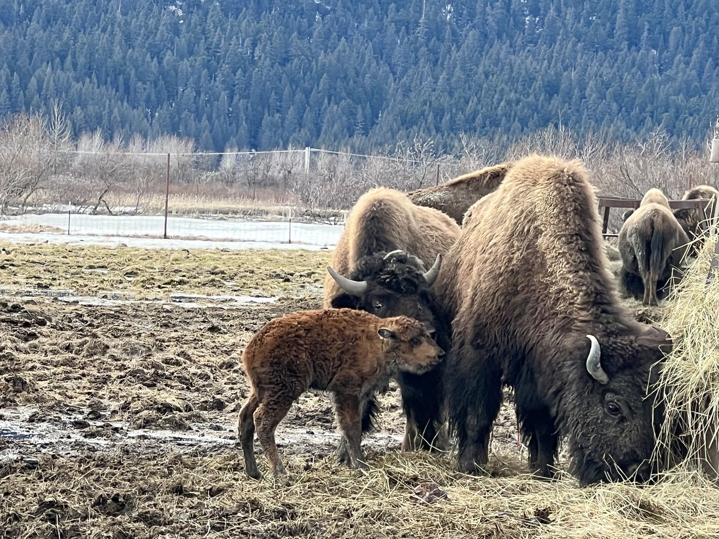Wood Bison Calf