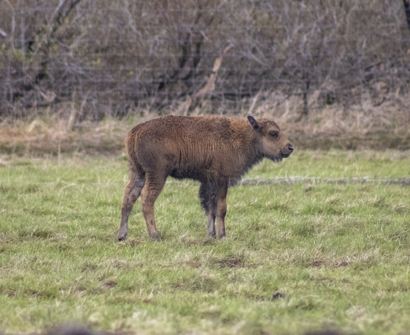Wood Bison Calf