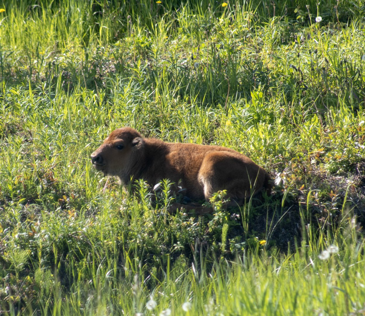 Wood Bison Calf