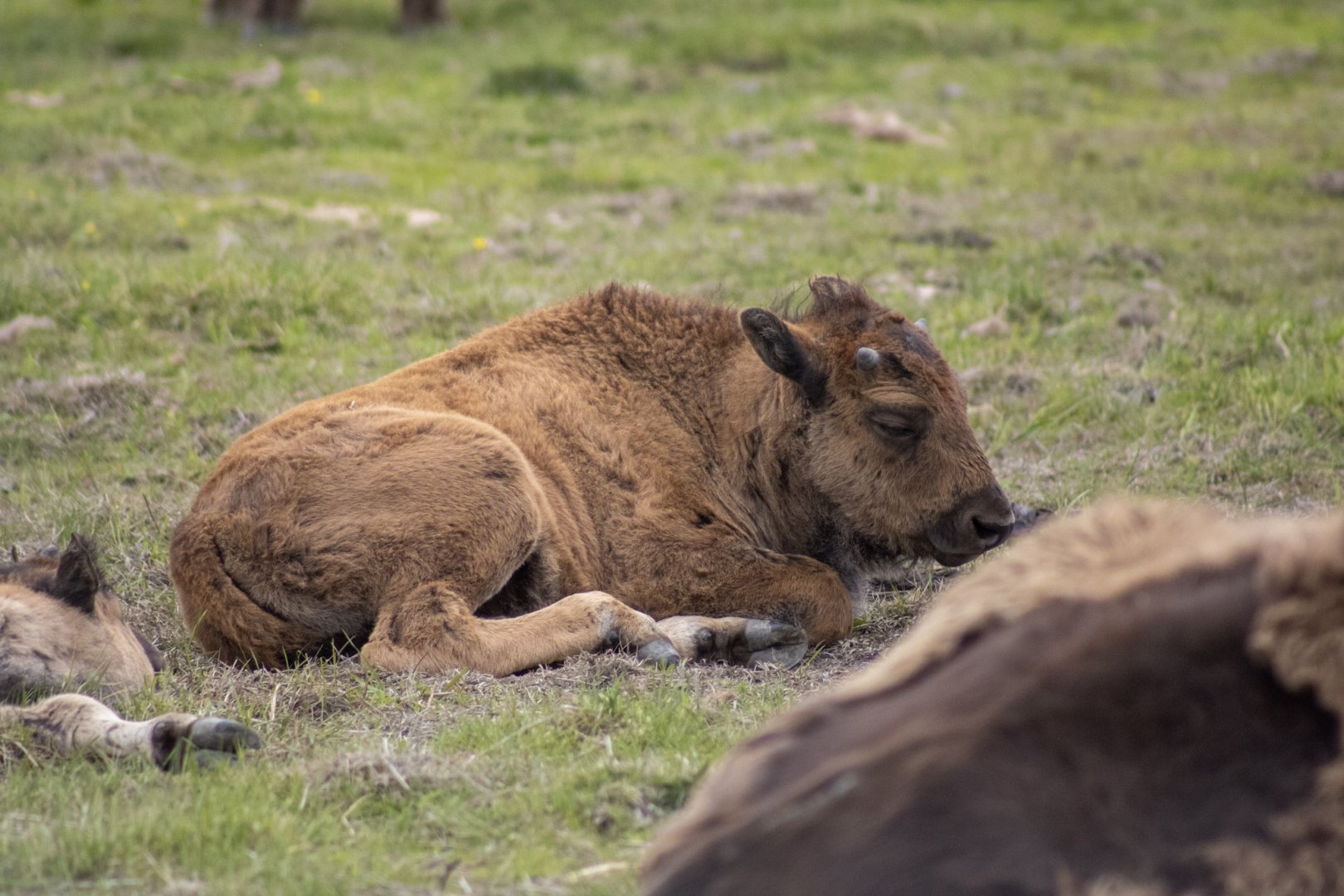 Wood Bison calf
