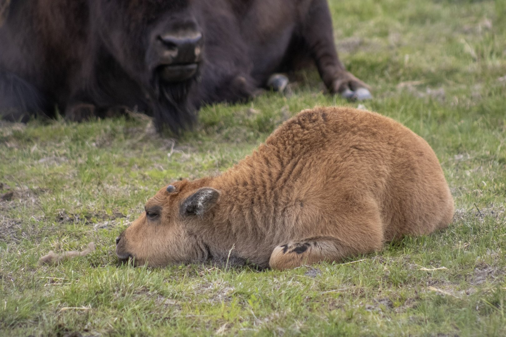 Wood Bison calf