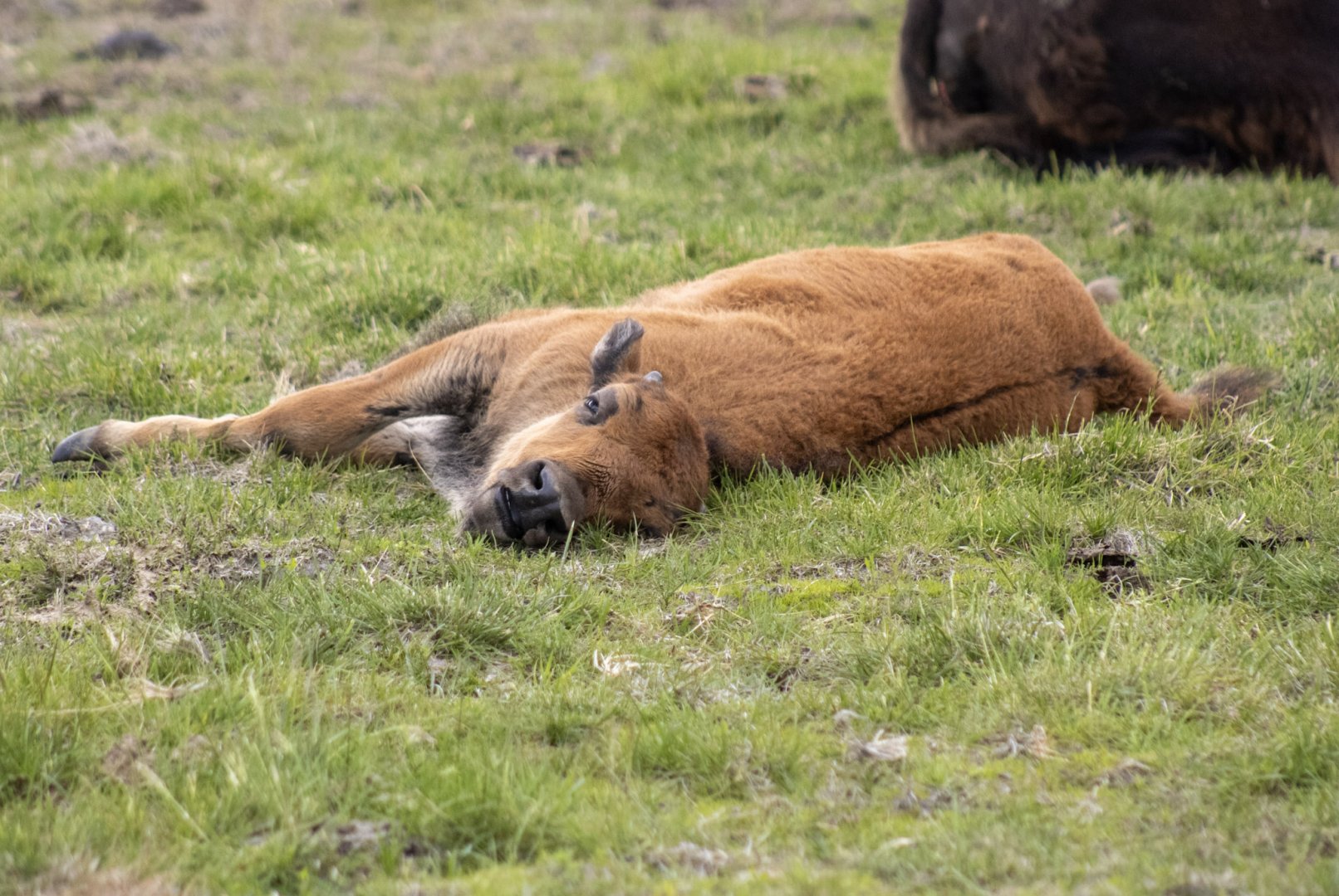 Wood Bison calf