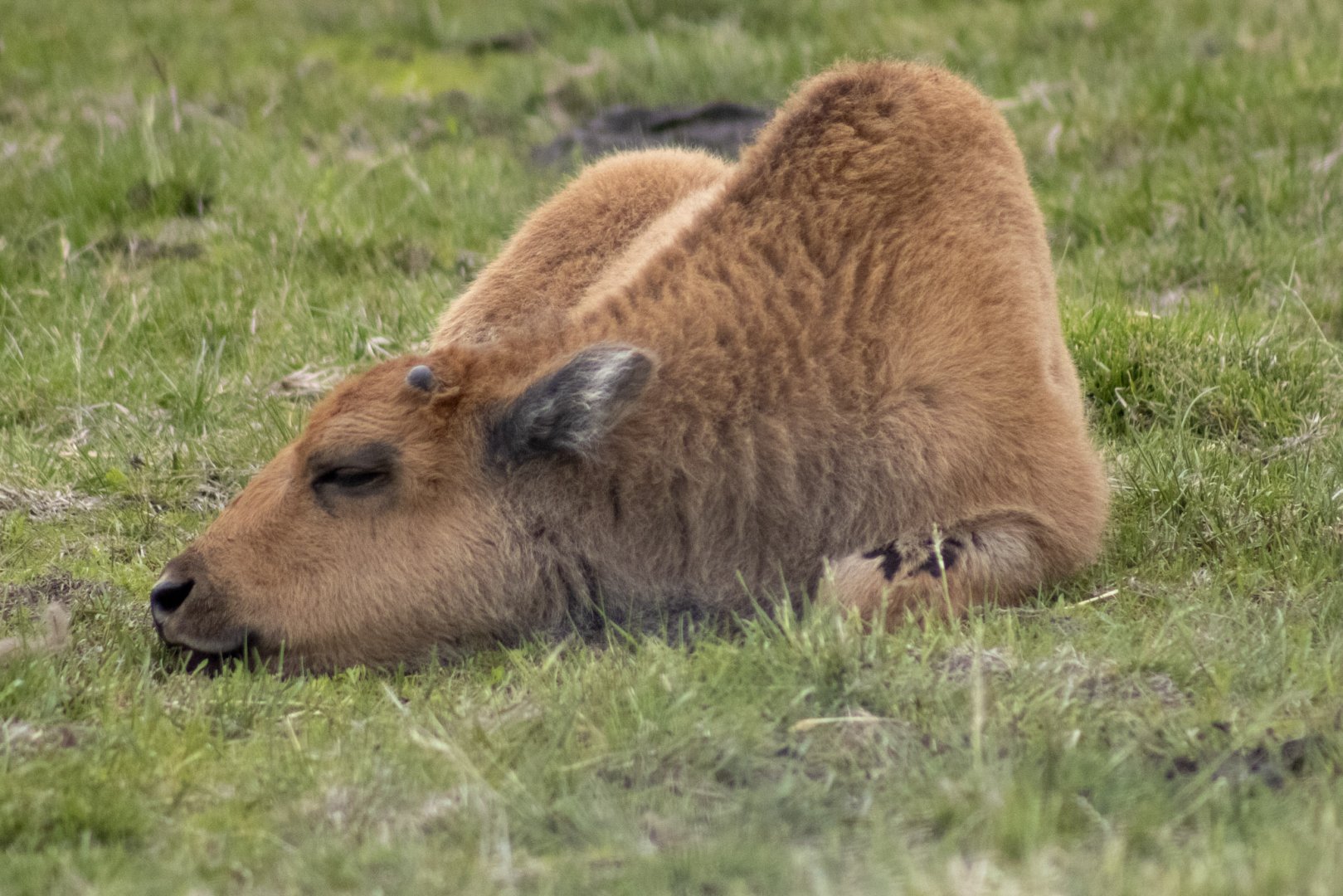 Wood Bison Calf